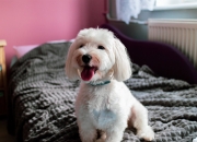 英雄联盟总决赛-虚拟重铸，卡塞米罗在墨西哥防线前的系统重启