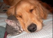 LOL赛事-不可复制的唯一答案，坎特的极致演绎，是今夜唯一的真理