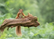 英雄联盟总决赛直播-巨星身价认证之战，字母哥统治时刻与骑士争冠资格的加冕