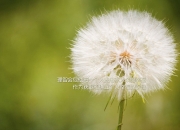 英雄联盟总决赛时间-孔德，吹响攻防转换的魔笛，在争冠之夜演奏逆转交响