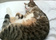 英雄联盟总决赛-当詹姆斯遇到吉林队，哈登存在感拉满的平行宇宙之战