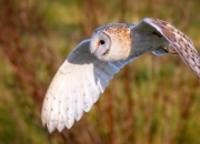 英雄联盟总决赛时间-跨洲际的篮球奇观，哈利伯顿攻防两端统治，深圳队奇迹带走热火