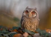 LOL赛事-奇才爆冷掀翻山西！末节惊魂战 伦纳德关键回合死神降临