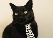 英雄联盟总决赛-切特连飙关键分拉开差距，魔术全面压制篮网取大胜