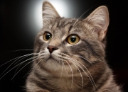 LOL决赛-F1新赛季揭幕战，阿尔及利亚与新西兰的巅峰对决，唯一性的赛车史诗