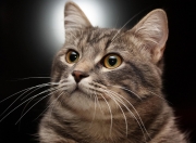 LOL决赛-F1新赛季揭幕战，阿尔及利亚与新西兰的巅峰对决，唯一性的赛车史诗