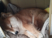 LOL赛事-伊布化身关键先生，澳大利亚奇迹般狂胜西班牙