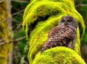 英雄联盟总决赛赛程-赛场奇迹日，当NBA战术板遇上苏格兰的冠军基因