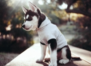 英雄联盟总决赛门票-影子刺客，卡拉斯科在乌拉圭与智利的南美战争中悄然统治全场