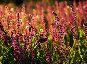 英雄联盟总决赛时间-那一夜，巴萨与皇马的灵魂，在布伦森的麦迪逊广场互换了