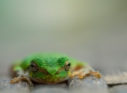 英雄联盟总决赛2025-午夜街头，当引擎轰鸣与篮球落地交织，一场F1街道赛的唯一性与灰熊提前终结活塞的预言