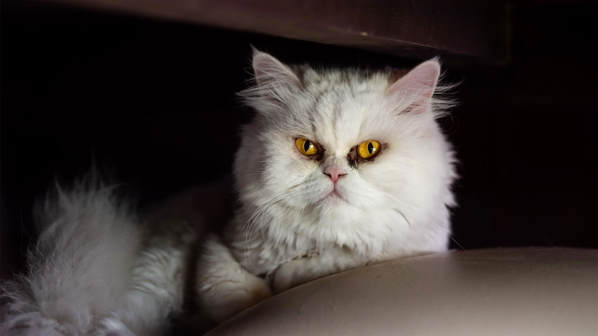 一个NBA球星如何主导西甲国家德比?