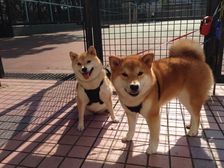 闪光与韧性,阿什拉夫爆发之夜,威尔士逆转书写足球诗篇