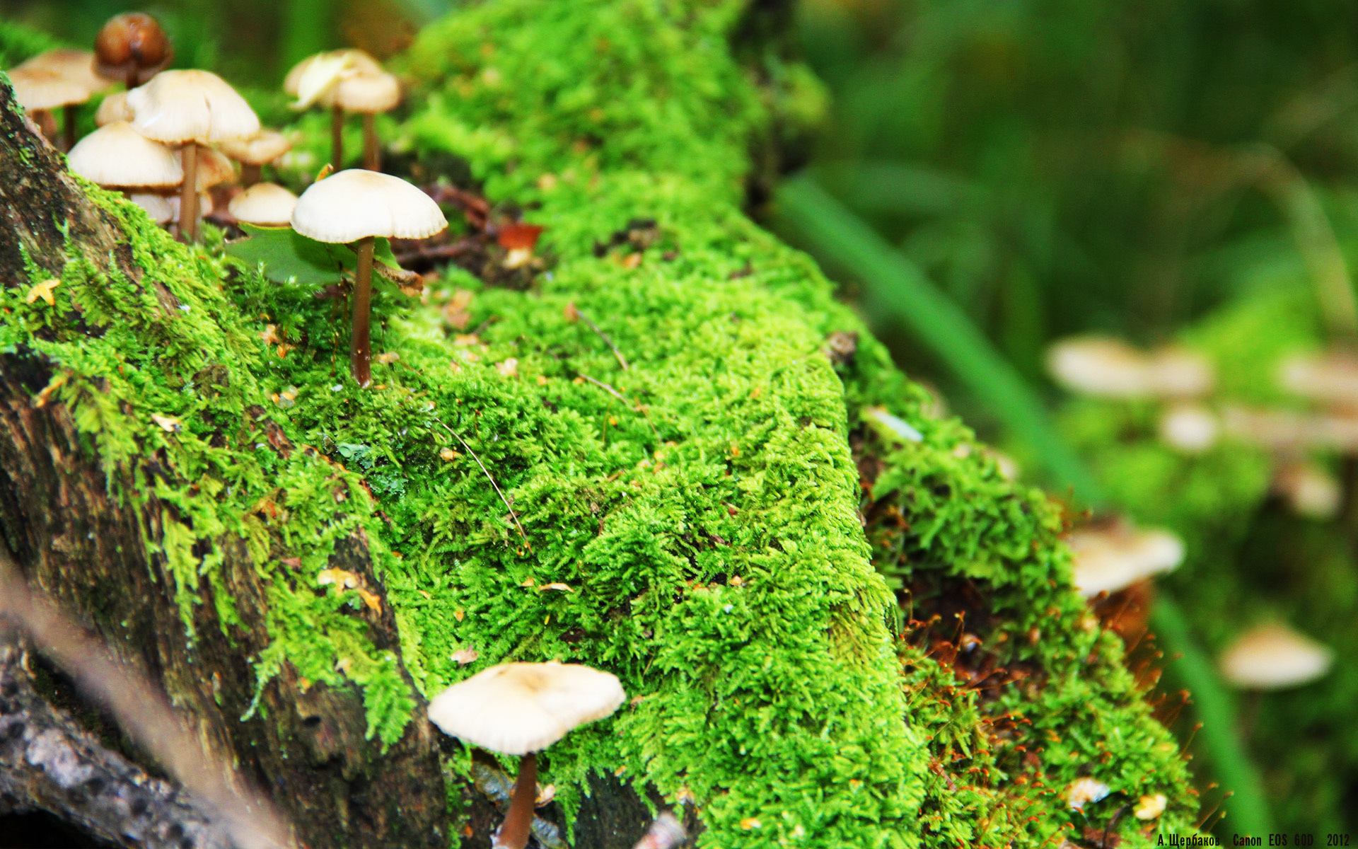 卢卡库攻城锤演绎完美中锋公式,瑞典用整体足球完成历史性冲垮