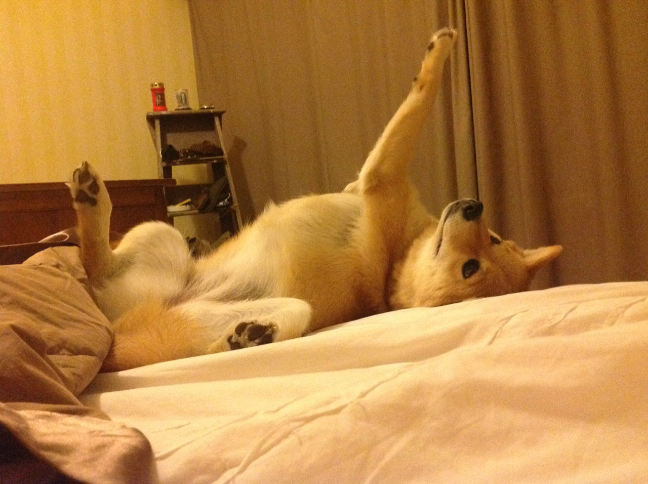 赛道中锋，当约基奇在F1揭幕战完成致命逆转换位