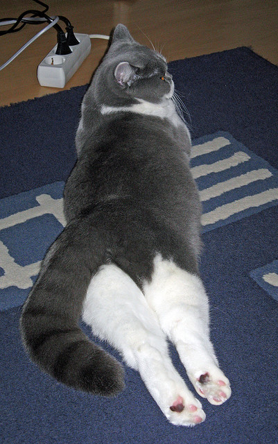 拉亚大场面先生,秘鲁淘汰赛惊险过关,阿森纳梦碎之夜