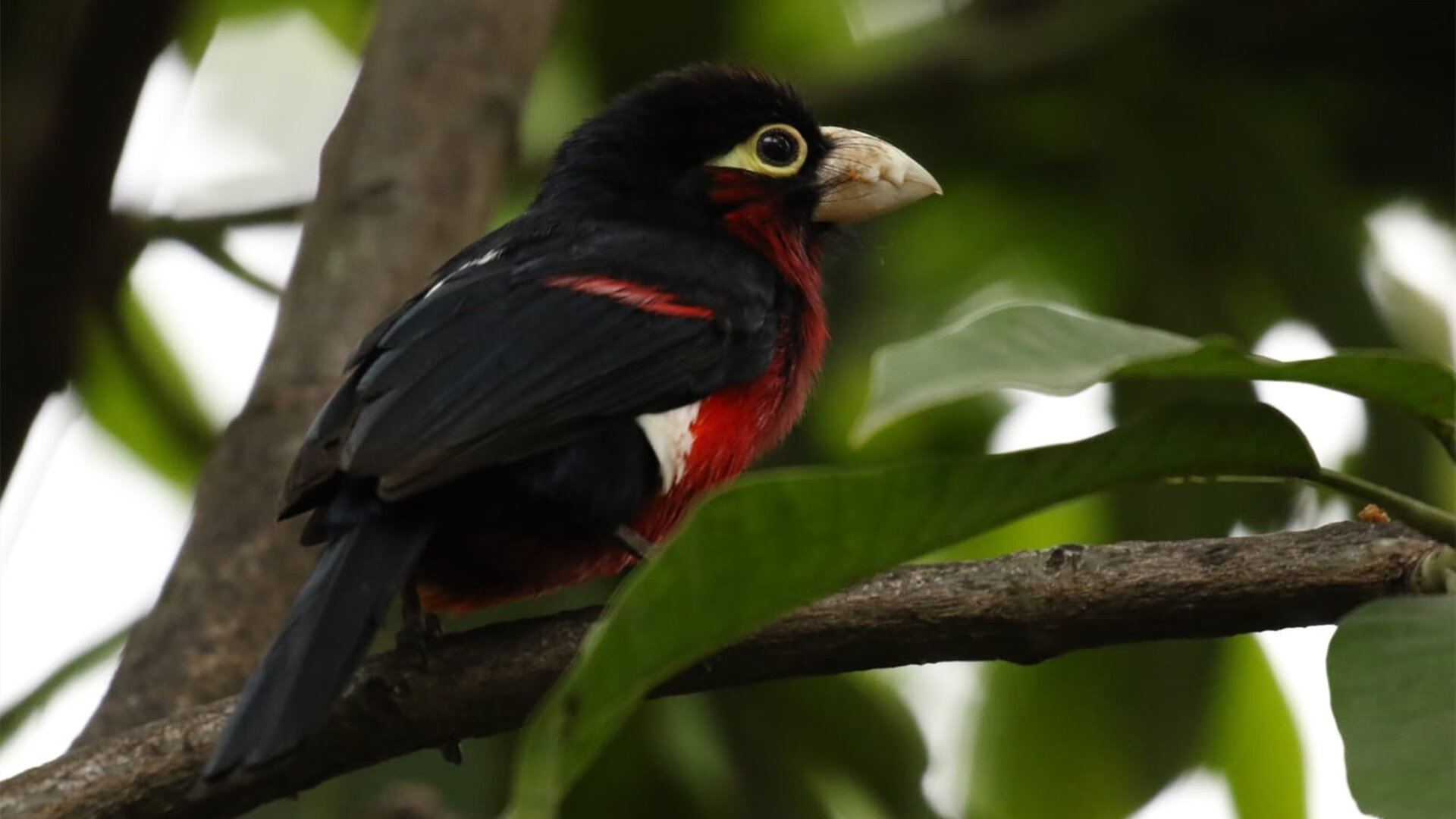 绿茵对抗启示录,从克罗地亚与土耳其的战术博弈,看孙兴慜的压制级发挥如何定义现代边锋