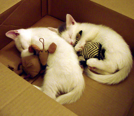 盾与矛的博弈,门迪如何用叹息之墙封锁尼日利亚风暴,勒沃库森上演绝地翻盘