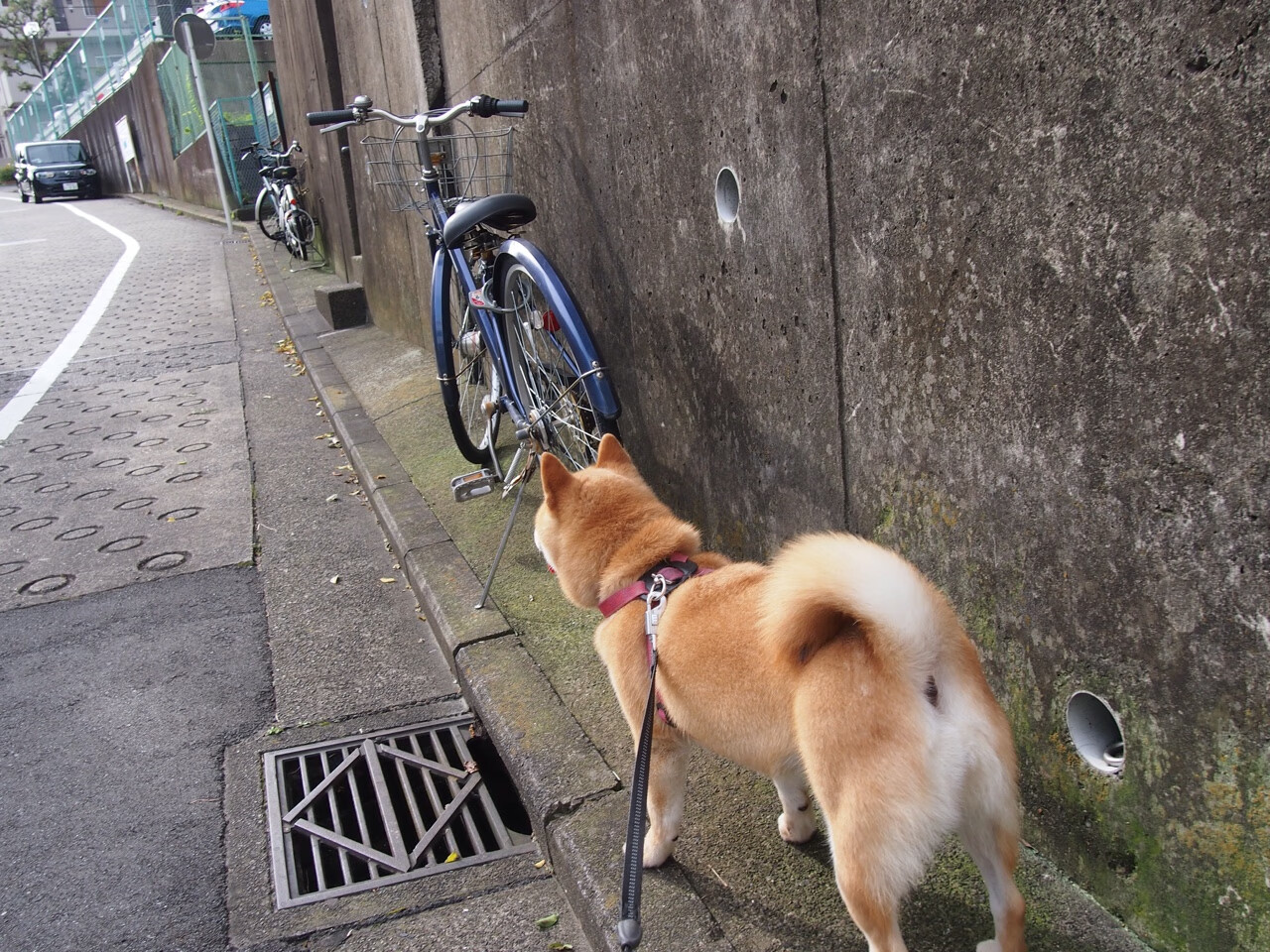 跨越大洋的王者血脉，当米切尔爵士踏过步行者，欧文已在英超争冠战场接管比赛