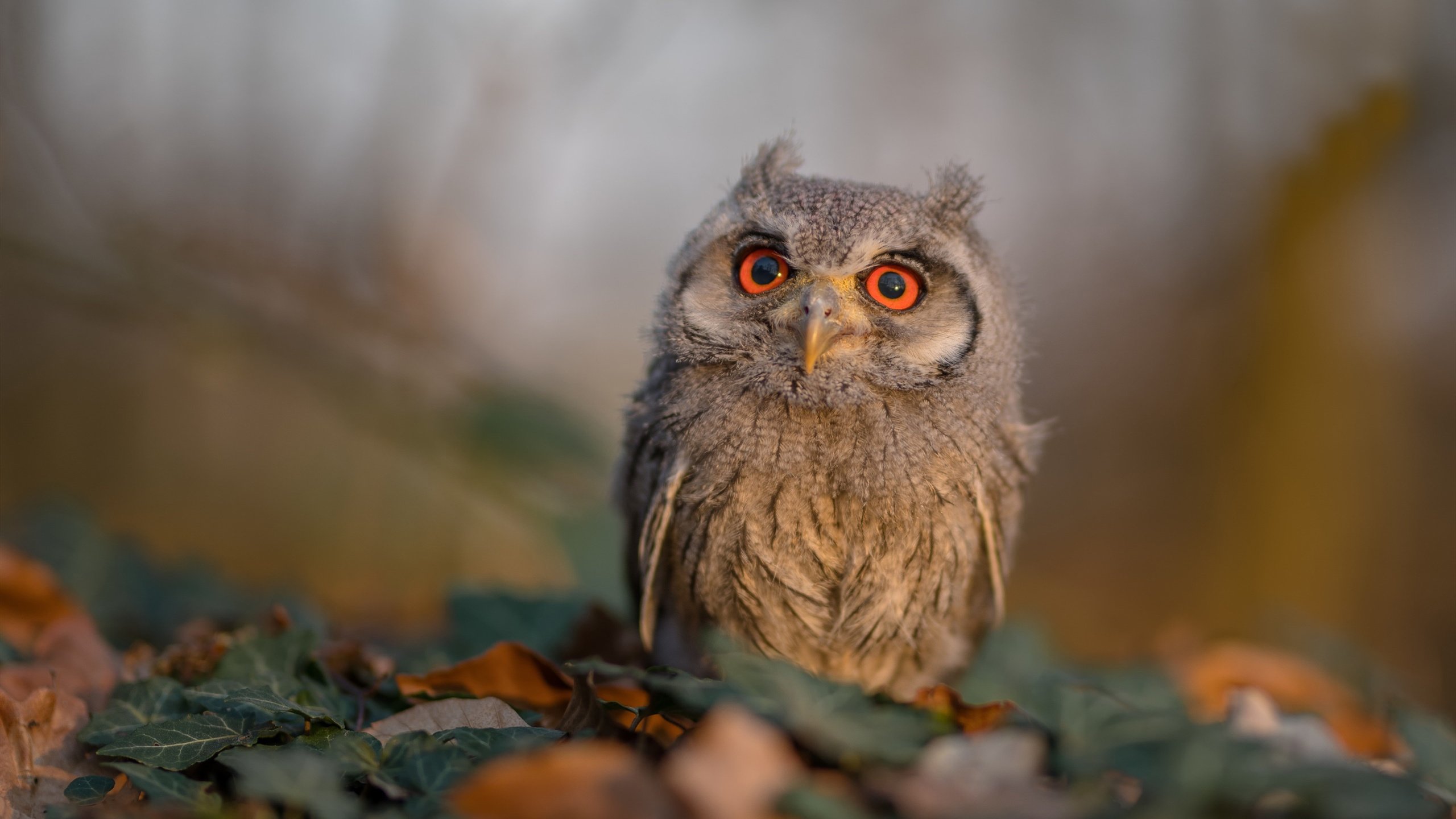 奇才爆冷掀翻山西！末节惊魂战 伦纳德关键回合死神降临