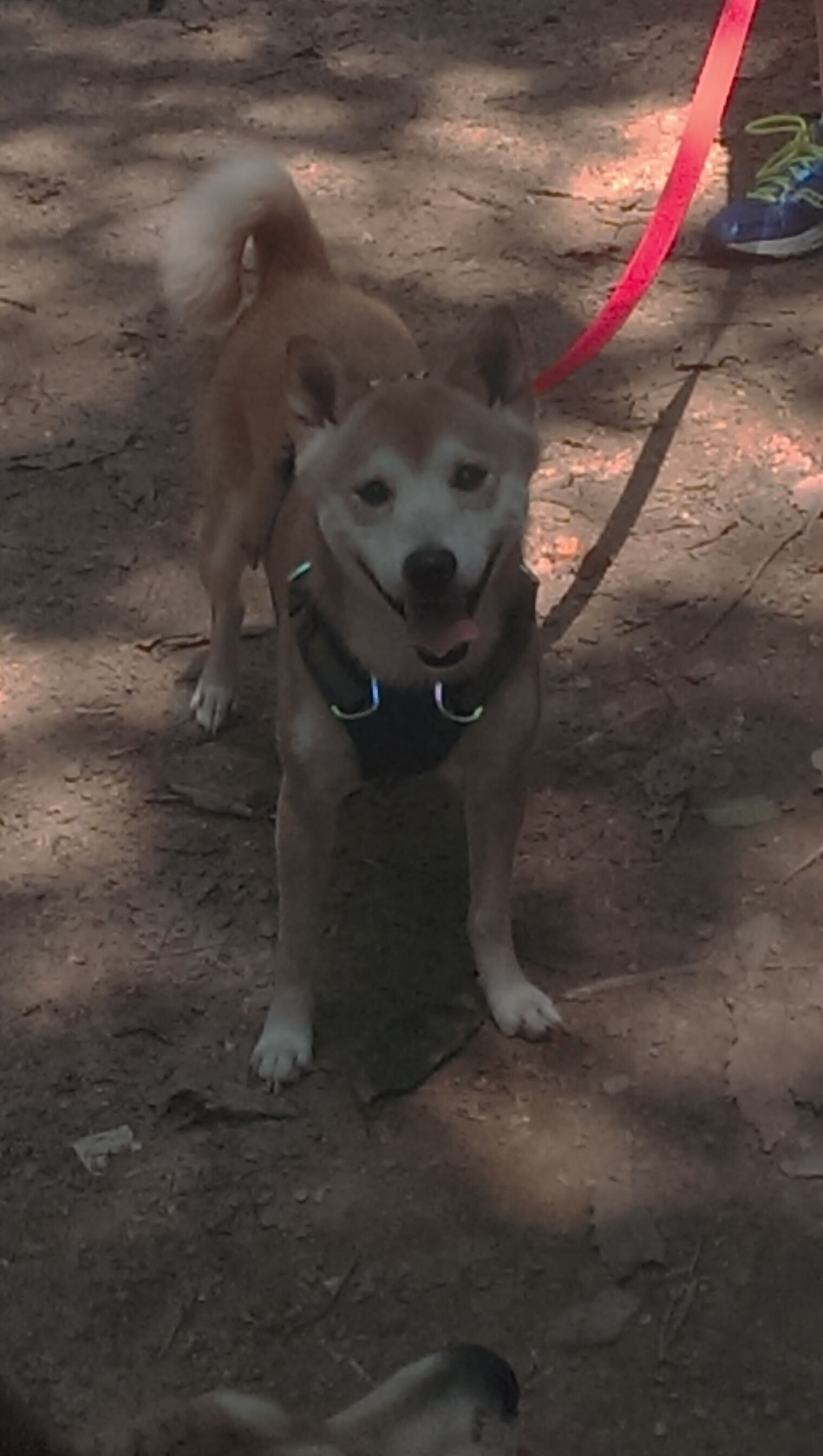 跨时空决战，浙江队血战湖人，字母哥100分史诗级统治震古烁今