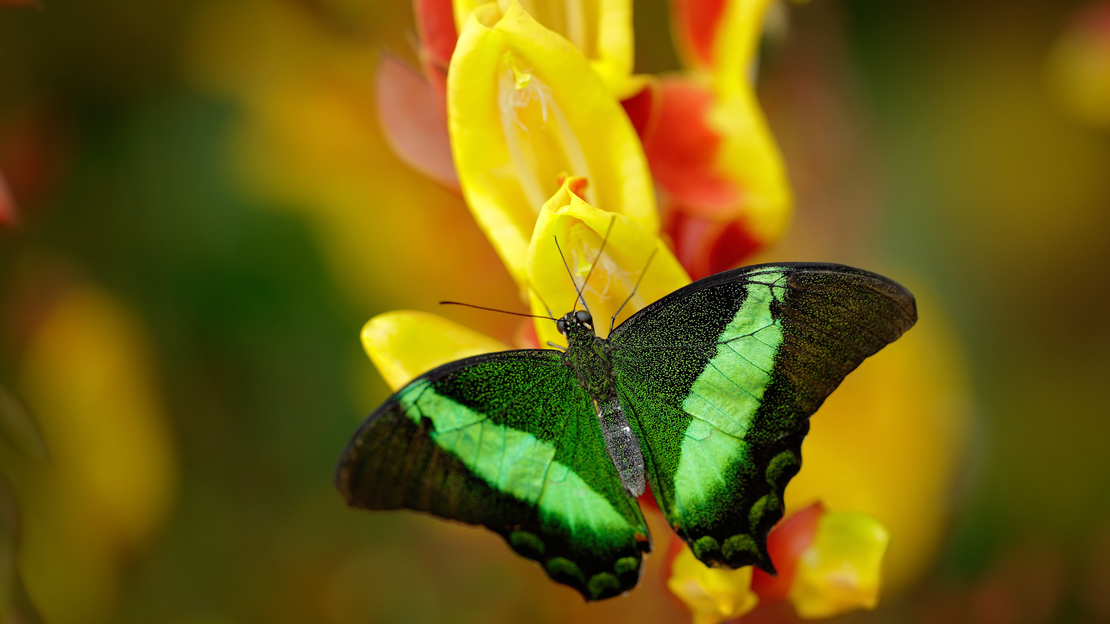 绿茵场上的外交隐喻，塞内加尔全面压制，贝林厄姆象征新秩序