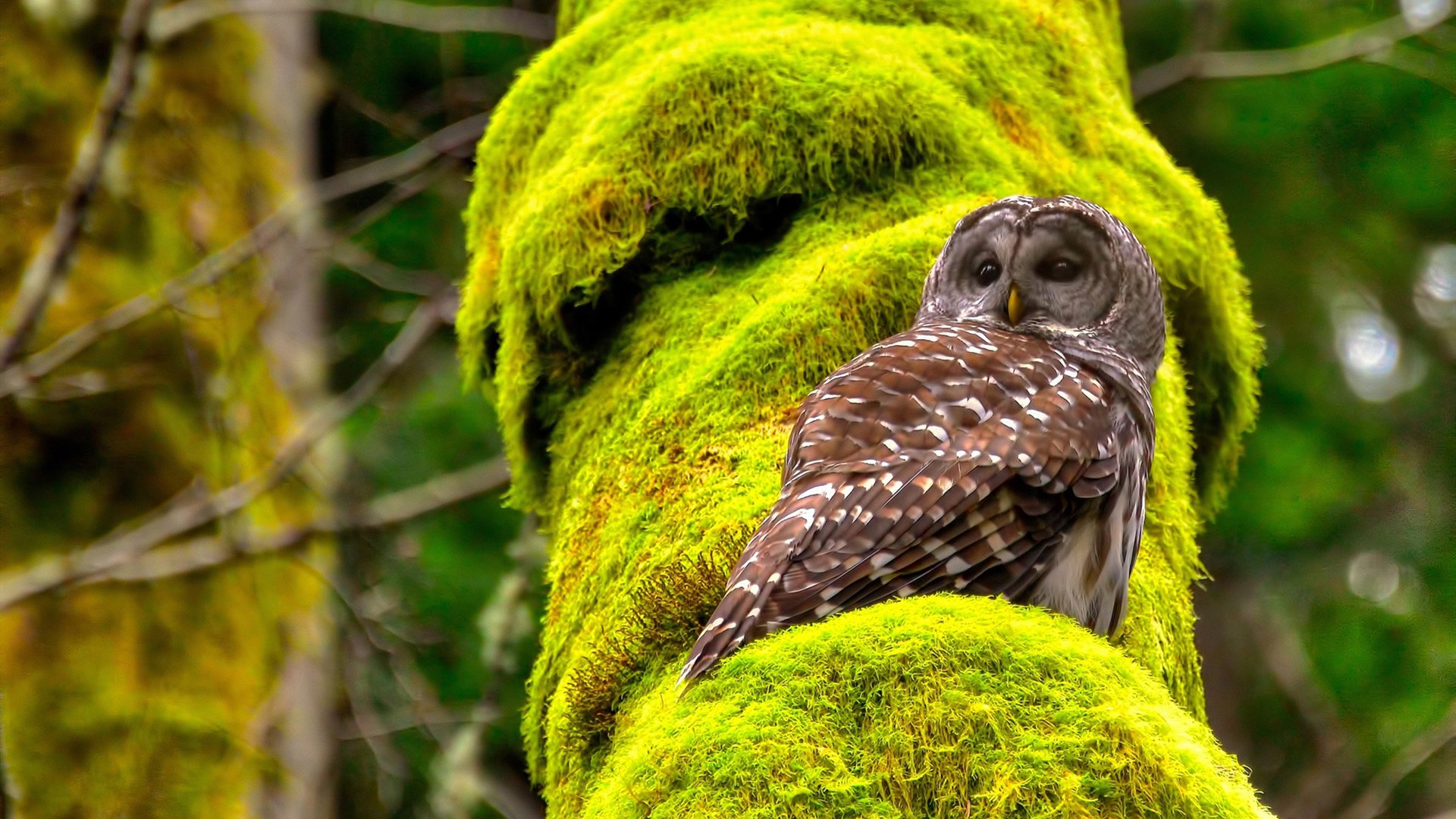 赛场奇迹日，当NBA战术板遇上苏格兰的冠军基因