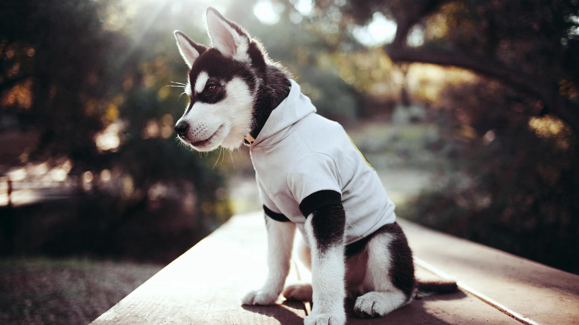 影子刺客，卡拉斯科在乌拉圭与智利的南美战争中悄然统治全场