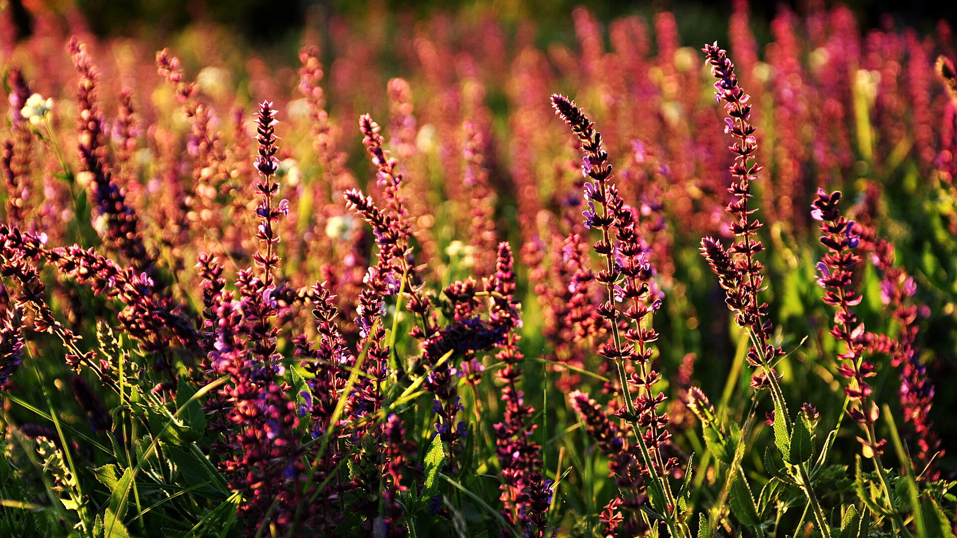 那一夜，巴萨与皇马的灵魂，在布伦森的麦迪逊广场互换了