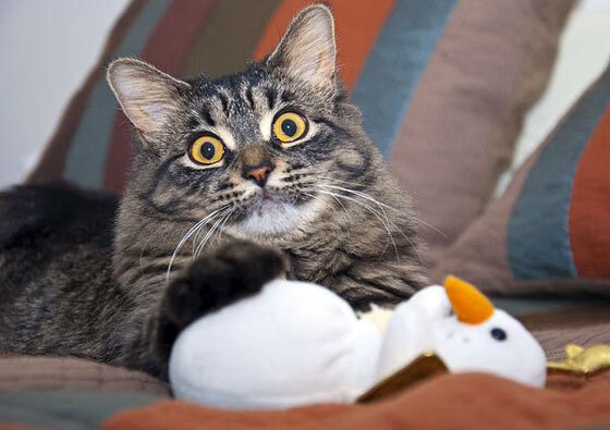 唯一性之战，奥运周期关键焦点战，马德里竞技如何打穿乌克兰