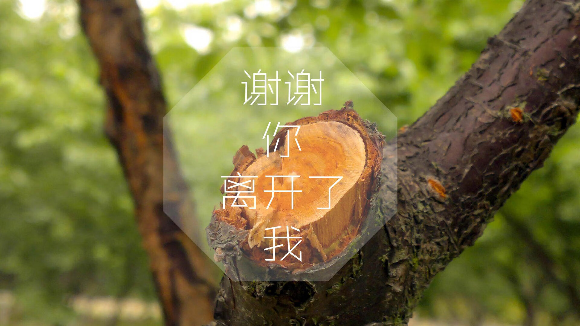蓝绿狂潮席卷A组,尼日利亚碾压智利,三笘薰闪电破防,防守反击演绎极致美学